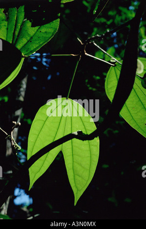 Backlit leaf of liana Bauhinia sp. of Leguminosae family in Tropical Rain Forest. Amazon region, Pará State, Brazil. Stock Photo