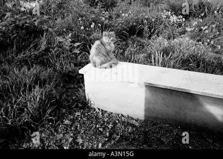 A cat in his garden standing on a wall Stock Photo