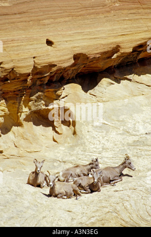 Bighorn Sheep ewes and young, Utah Stock Photo