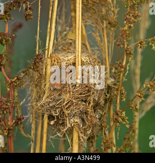 Harvest Mouse at nest UK Stock Photo