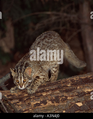 Amur leopard cat Prionailurus bengalensis euptilura North east Asia Captive Stock Photo