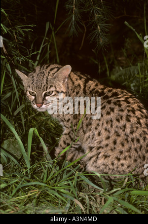 Geoffroy's cat Oncifelis geoffroyi Southern S America Captive Stock Photo