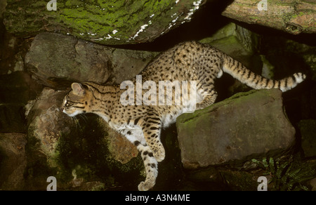 Geoffroy's cat Oncifelis geoffroyi Southern S America Captive Stock Photo