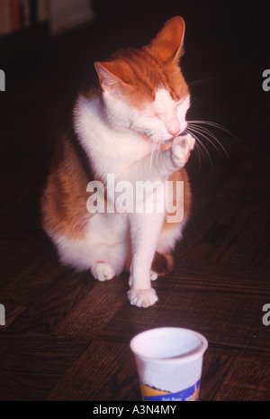 Domestic marmalade stripe cat with long white whiskers licking and cleaning its paw after eating. Black background Stock Photo