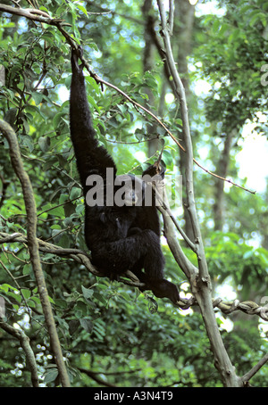 Siamang (Symphalangus syndactylus), Malaysia ,Sumatra. Captive, Singapore Zoo Stock Photo