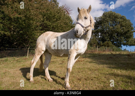 White Horse in Field UK Stock Photo