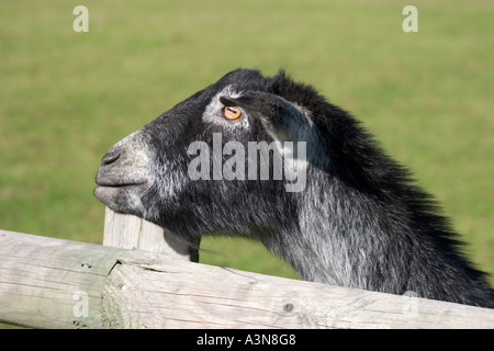 Abyssinian Goat Peering over Fence Stock Photo