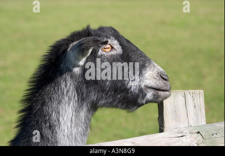 Abyssinian Goat Peering over Fence Stock Photo