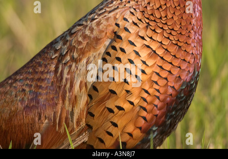 Close up of Pheasant Feathers Phasianus colchicus  Norfolk UK