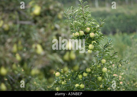 Comice pearsand apples on tree, Italy Stock Photo