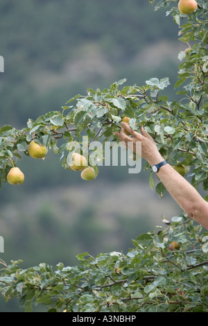 Picking comice pears Pyrus communis, Italy Stock Photo