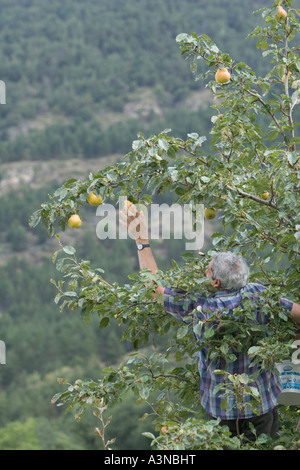 Man in tree picking comice pears Pyrus communis, Italy Stock Photo