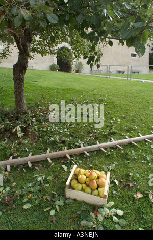 Picking comice pears (Pyrus communis), Italy Stock Photo