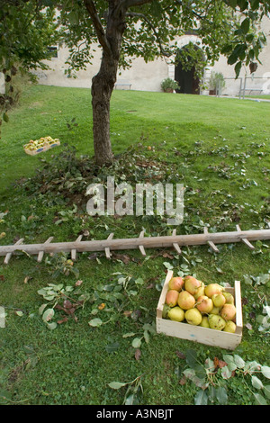 Picking comice pears (Pyrus communis), Italy Stock Photo