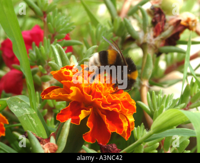 A Large Bumble Bee Seeking Pollen on a Marigold in Croatia Stock Photo