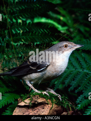 Barred Warbler  Stock Photo