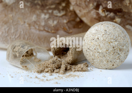 Shiitake Mushroom cachet  Stock Photo