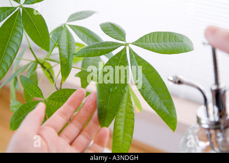 A woman spraying plant with water Stock Photo
