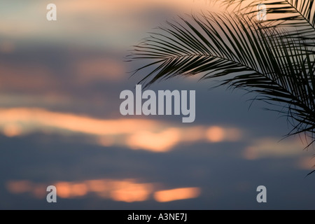 Palm at sunset after storm Stock Photo