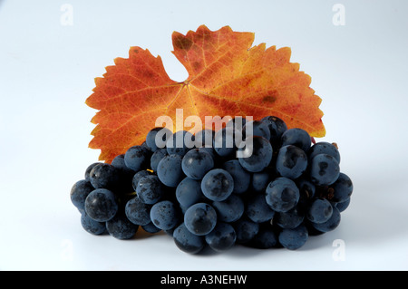 Grapes 'Regent'  Stock Photo