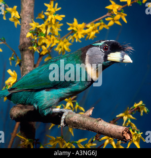 Fire-tufted Barbet  Stock Photo