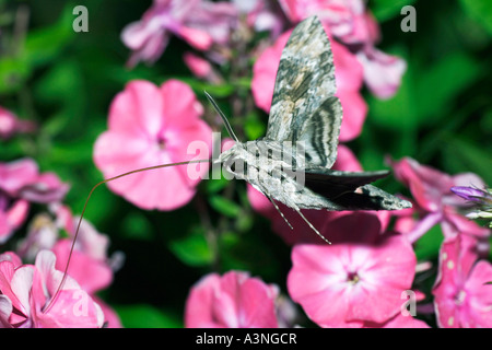 Convolvulus Hawkmoth  Stock Photo