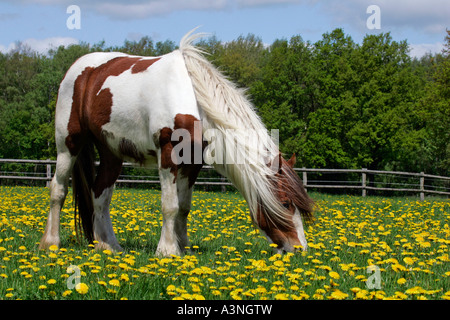 Irish Tinker Pony  Stock Photo