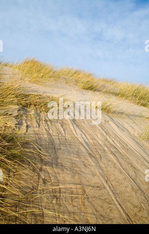 North Gare sandy beach and sand hills with marram grass at Teesside, North Yorkshire, UK Stock Photo