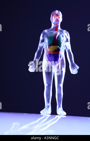 Clear Plastic Human Body Model Stock Photo