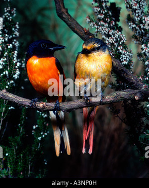 Scarlet Minivet  Stock Photo