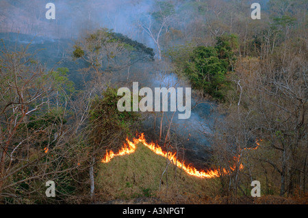 Fire in forest  Stock Photo