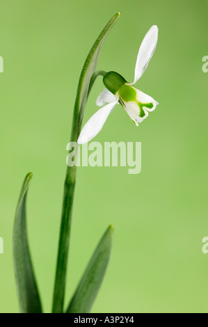 Snowdrop Galanthus elwesii on Green Background Stock Photo