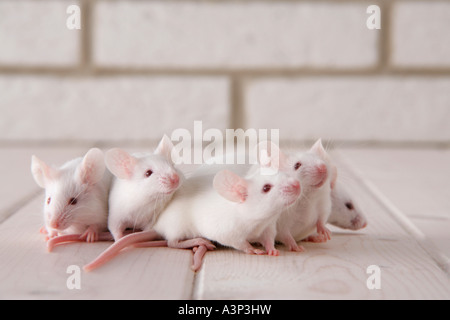 Mice huddled together Stock Photo - Alamy