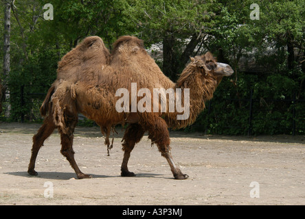 Bactrian camel also known as a two-humped camel (Camelus bactrianus) at Prague Zoo, Czech Republic Stock Photo