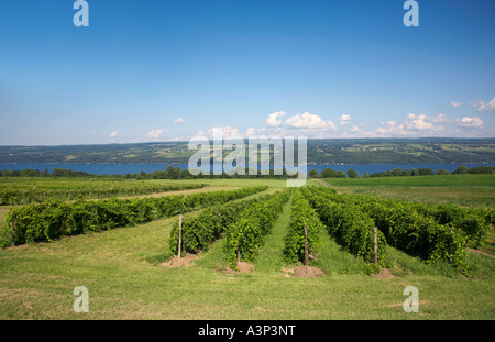 Grape vineyards on west side of Seneca Lake at Glenora Winery in the Finger Lakes region of New York State Stock Photo