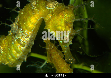 Long snouted Seahorse Hippocampus erectus Atlantic Ocean Male USA Stock Photo