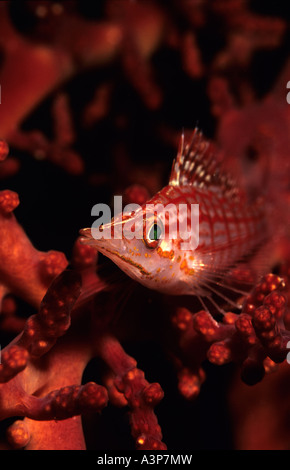 Longnose Hawkfish Oxycirrhites typus Sipadan Sabah Borneo Stock Photo