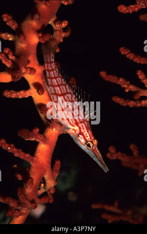 Longnose Hawkfish Oxycirrhites typus Sipadan Sabah Borneo Stock Photo