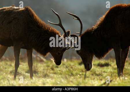 Red Deer Cervus elaphus males rutting locking antlers Richmond Park Surrey UK Stock Photo