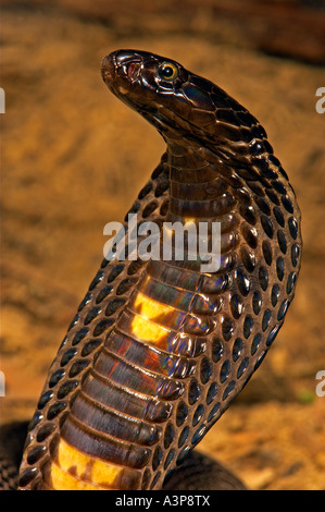 Black Pakistani Cobra, (Naja naja karachiensis) captive from Middle ...