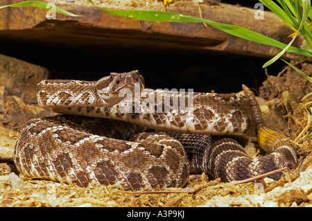 Southern Pacific Rattlesnake Crotalus viridis helleri found Mexico California USA Stock Photo