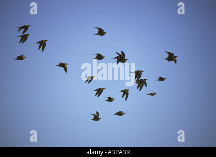 Namaqua Sandgrouse Pterocles namaqua Flying Namibia Stock Photo