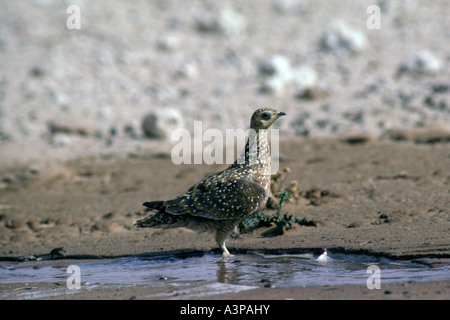 Burchell s or spotted sandgrouse Pterocles burchelli Stock Photo
