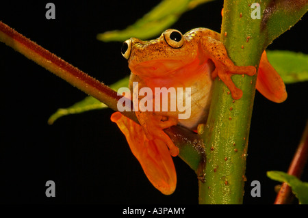 Starry Night Reed Frog Heterixalus alboguttatus Madagascar Stock Photo