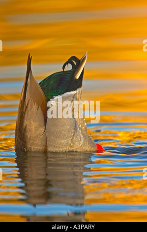 Mallard Anas platyrhynchos male head in water USA Stock Photo