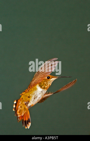 Rufous hummingbird (Selasphorus rufus) feeding at a red currant blossom ...
