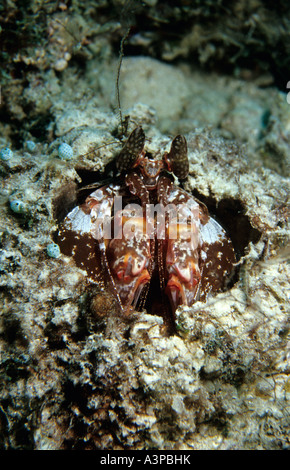 Marble Mantis Shrimp Lysiosquilla sulcirostris Sipadan Sabah Borneo Stock Photo