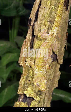 Bavay s Giant Gecko Rhacodactylus chahoua South Pacific Stock Photo