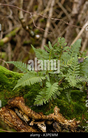 Common Polypody Polypodium vulgare Fern growing on moss covered log in woodland Stock Photo