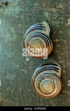 White Lipped Snails Cepaea hortensis Two snails on a vertical tree trunk Stock Photo